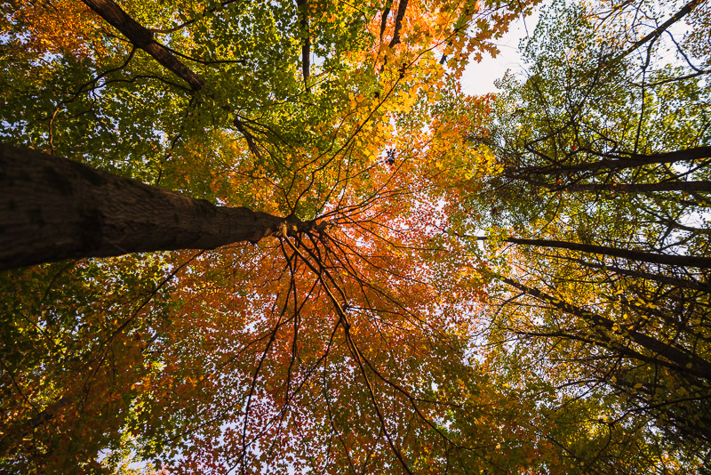 Art of slow living means getting out in nature, pausing to look up. Shot by Bryan Brattlof, Amherst, MA.