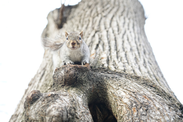 A Boston Park squirrel posed for the lovely Claudia Bowden one winter afternoon.